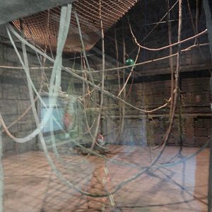 Siamang Indoor Holding