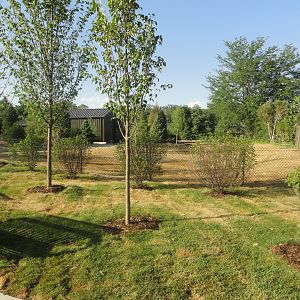 Unused Space by Orangutan Forest/Sea Lion Shores Maintenance