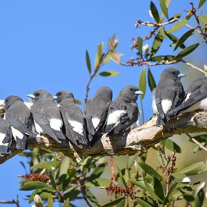 White-breasted Woodswallows