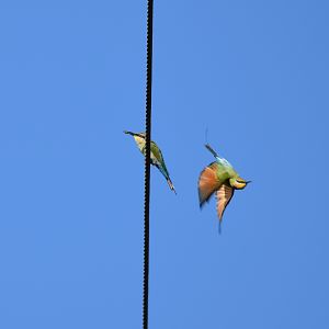 Rainbow Bee-eaters