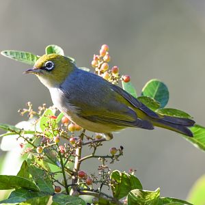Silvereye