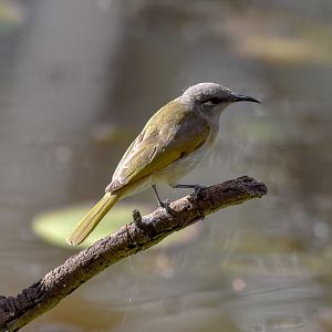 Brown Honeyeater