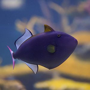 Pink Tail Triggerfish