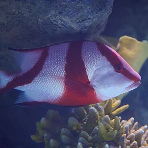 Red Emeperor Snapper