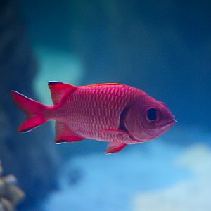 Bigeye Squirrelfish