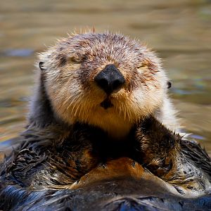 Southern Sea Otter