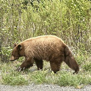 American Black Bear - Yukon