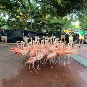 Flamingo Migration