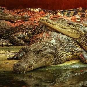 Nile crocodile : Crocodiles of the World : 07 Jun 2024