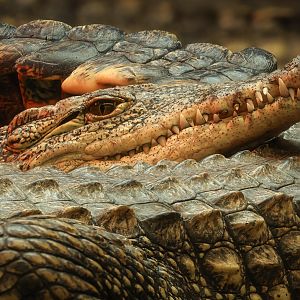 Nile crocodile : Crocodiles of the World : 07 Jun 2024