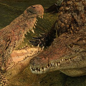 Nile crocodile : Crocodiles of the World : 07 Jun 2024