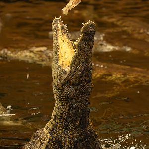 Nile crocodile : Crocodiles of the World : 07 Jun 2024