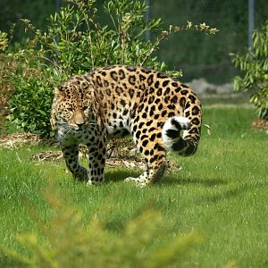 Amur leopard Akeno