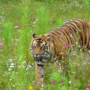 Sumatran tiger in flowers
