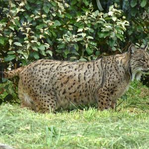 Iberian lynx