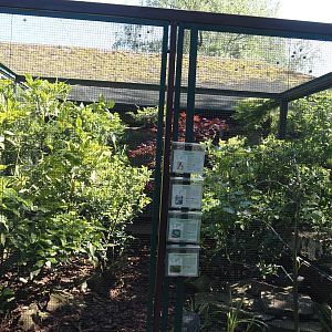 Green woodhoopoe, Lilac-breasted roller, Superb starling and Eastern crested guineafowl aviary, 2024-05-23