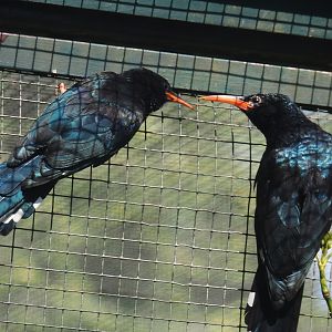 Green woodhoopoes (Phoeniculus purpureus), 2024-05-23