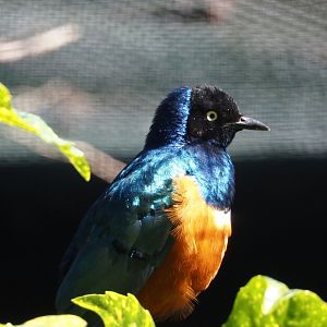 Superb starling (Lamprotornis superbus), 2024-05-23