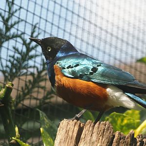 Superb starling (Lamprotornis superbus), 2024-05-23