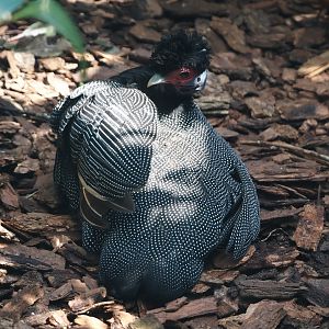 Eastern crested guineafowl (Guttera pucherani), 2024-05-24
