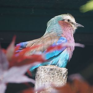 Lilac-breasted roller (Coracias caudatus caudatus), 2024-05-23