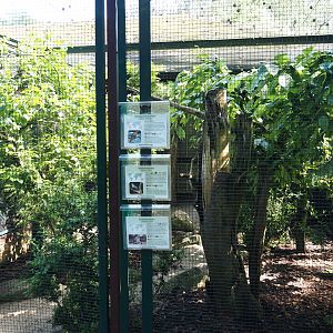 White-crowned robin-chat, Erckel's francolin and White-cheeked turaco aviary, 2024-05-23