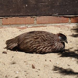 Erckel's francolin (Pternistis erckelii), 2024-05-23