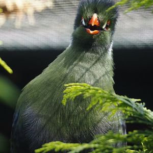 White-cheeked turaco (Menelikornis leucotis leucotis), 2024-05-24