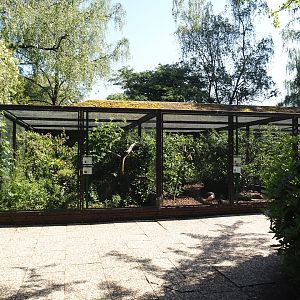 Horned guan/Northern cardinal and Maleo/Guianan cock-of-the-rock aviary, 2024-05-23