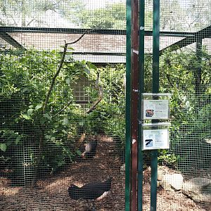 First Maleo and Guianan cock-of-the-rock aviary in the Fasanerie, 2024-05-23