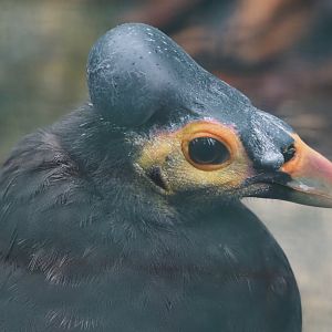 Maleo (Macrocephalon maleo), 2024-05-22