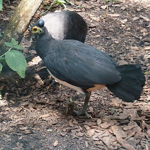 Maleo (Macrocephalon maleo), 2024-05-23