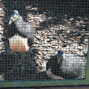 Maleos (Macrocephalon maleo), 2024-05-23