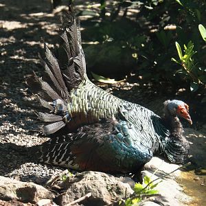 Ocellated turkey (Meleagris ocellata), 2024-05-23