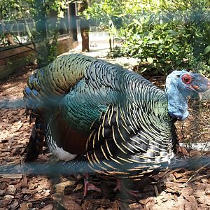 Ocellated turkey (Meleagris ocellata), 2024-05-23
