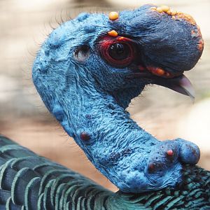 Ocellated turkey (Meleagris ocellata), 2024-05-23