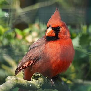 Northern cardinal (Cardinalis cardinalis), 2024-05-23