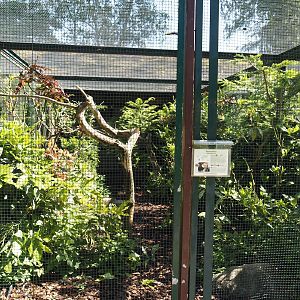 Second Toco toucan aviary in the Fasanerie, 2024-05-23