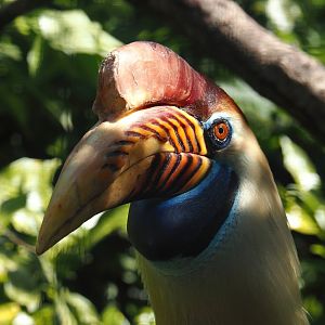 Sulawesi knobbed hornbill (Rhyticeros cassidix), 2024-05-23
