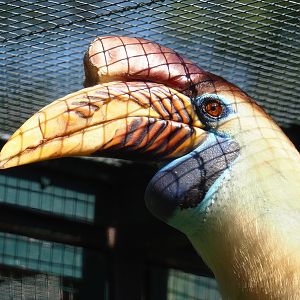 Sulawesi knobbed hornbill (Rhyticeros cassidix), 2024-05-23
