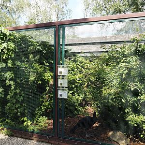 Inca jay, Chestnut-eared aracari and Red-billed curassow aviary, 2024-05-23