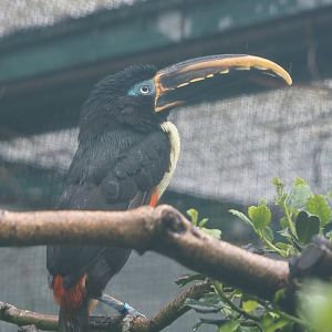 Chestnut-eared aracari (Pteroglossus castanotis), 2024-05-22