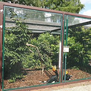 Second Javan rhinoceros hornbill aviary in the Fasanerie, 2024-05-23