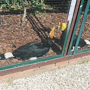 Javan rhinoceros hornbills (Buceros rhinoceros silvestris), 2024-05-23