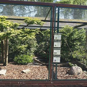 Scaled pigeon, Epaulet/Moriche oriole hybrid, Yellow-rumped cacique and Great tinamou aviary, 2024-05-23