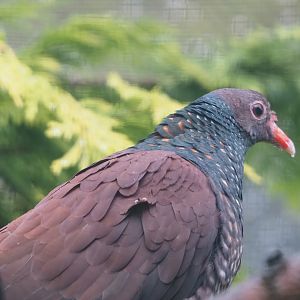 Scaled pigeon (Patagioenas speciosa), 2024-05-23