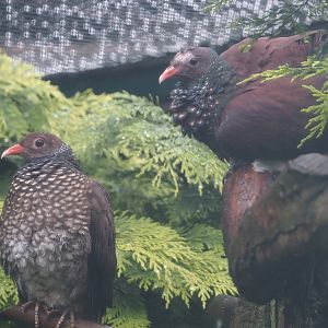 Scaled pigeons (Patagioenas speciosa), 2024-05-22