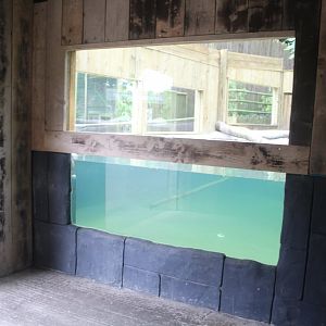 Bush Dog Underwater Viewing Dudey Zoo 5th June 2024