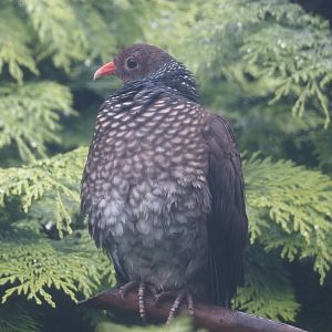 Scaled pigeon (Patagioenas speciosa), 2024-05-22