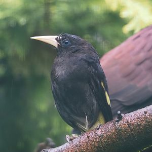 Yellow-rumped cacique (Cacicus cela), 2024-05-22
